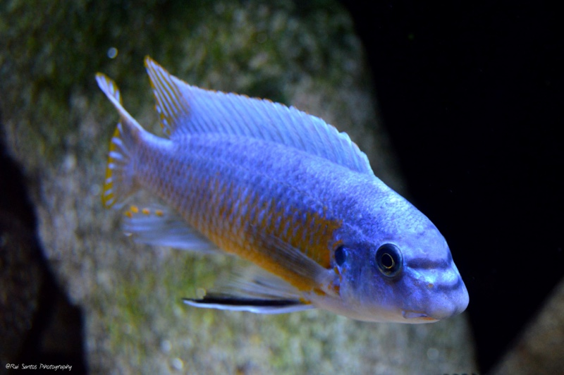 Labeotropheus fuelleborni 'Katale Island'
